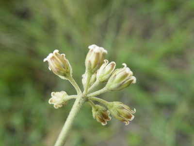 Cordylogyne globosa, photographed by Antoinette Eyssell Knox