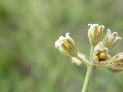 Cordylogyne globosa, photographed by Antoinette Eyssell Knox