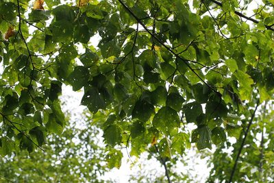 Acer rufinerve, photographed by harum.koh