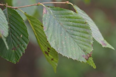 Carpinus tschonoskii, photographed by harum.koh