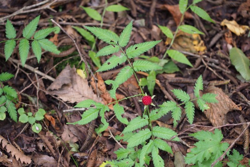 Rubus illecebrosus, photographed by harum.koh