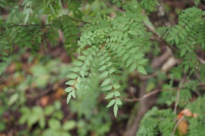 Zanthoxylum piperitum, photographed by harum.koh