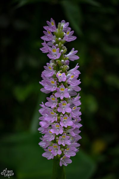 Pontederia sagittata, photographed by Daniel Pineda Vera
