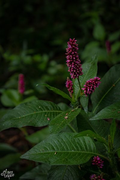 Persicaria hispida, photographed by Daniel Pineda Vera
