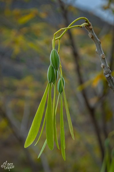 Gyrocarpus mocinoi, photographed by Daniel Pineda Vera