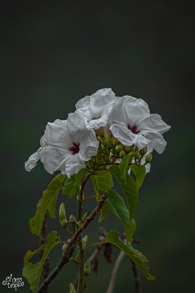Ipomoea populina, photographed by Daniel Pineda Vera