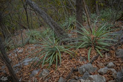 Hechtia glomerata, photographed by Daniel Pineda Vera