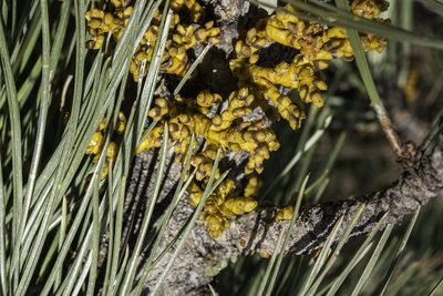 Arceuthobium vaginatum, photographed by Craig Martin