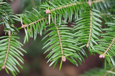 Abies homolepis, photographed by harum.koh