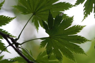 Acer shirasawanum, photographed by harum.koh