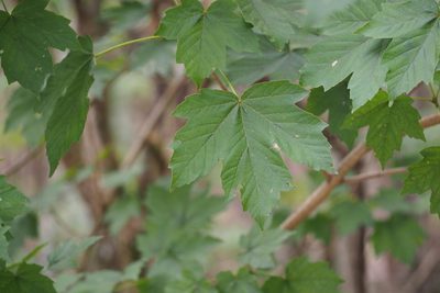 Acer diabolicum, photographed by harum.koh