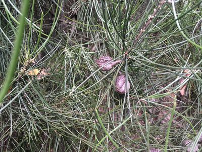 Hakea lissosperma, photographed by Miguel de Salas