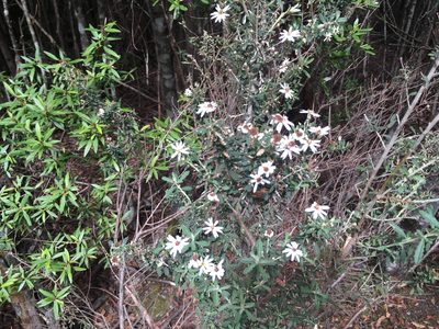 Olearia phlogopappa, photographed by Miguel de Salas