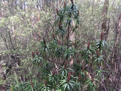 Richea dracophylla, photographed by Miguel de Salas