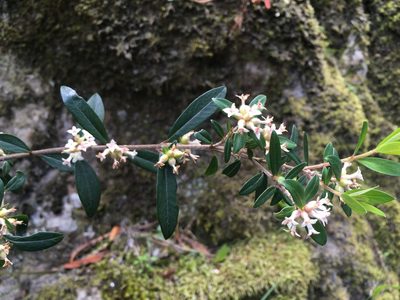 Pimelea drupacea, photographed by Miguel de Salas