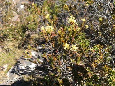 Richea sprengelioides, photographed by Miguel de Salas