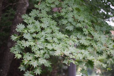 Acer shirasawanum, photographed by harum.koh