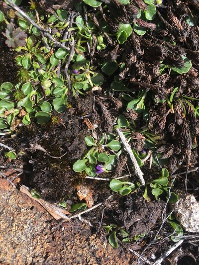 Viola fuscoviolacea, photographed by Miguel de Salas
