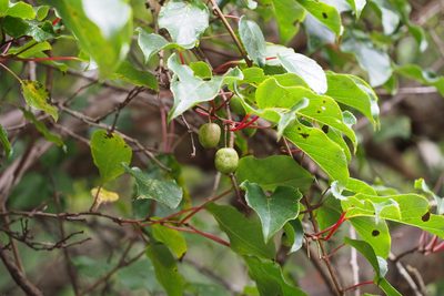 Actinidia arguta, photographed by harum.koh