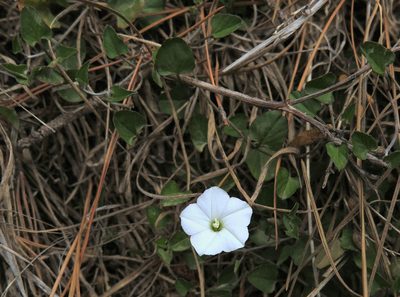 Convolvulus waitaha, photographed by Alice Shanks