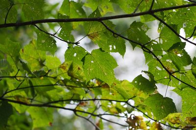 Acer rufinerve, photographed by harum.koh
