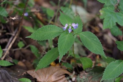 Isodon effusus, photographed by harum.koh