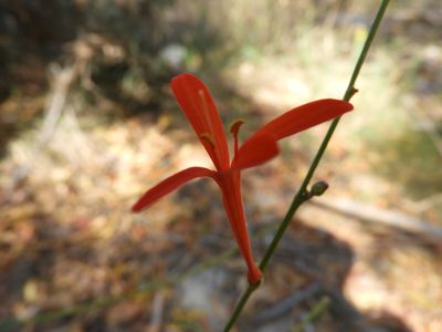Anisacanthus quadrifidus, photographed by Leticia Jiménez Hernández