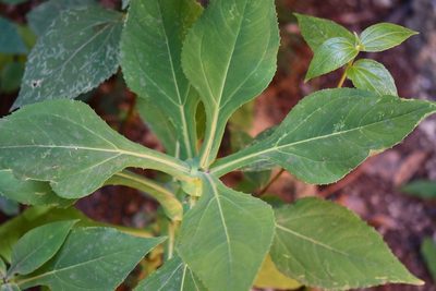 Desmanthodium perfoliatum, photographed by Neptalí Ramírez Marcial