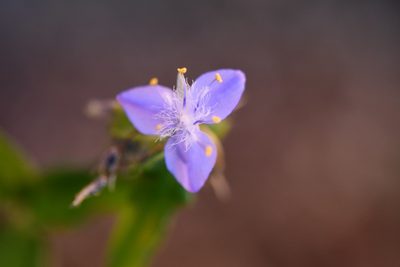 Elasis guatemalensis, photographed by Neptalí Ramírez Marcial
