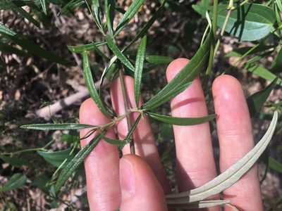Olearia viscidula, photographed by Thomas Mesaglio