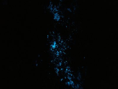 Bazzania tayloriana, photographed by Paul Bell-Butler