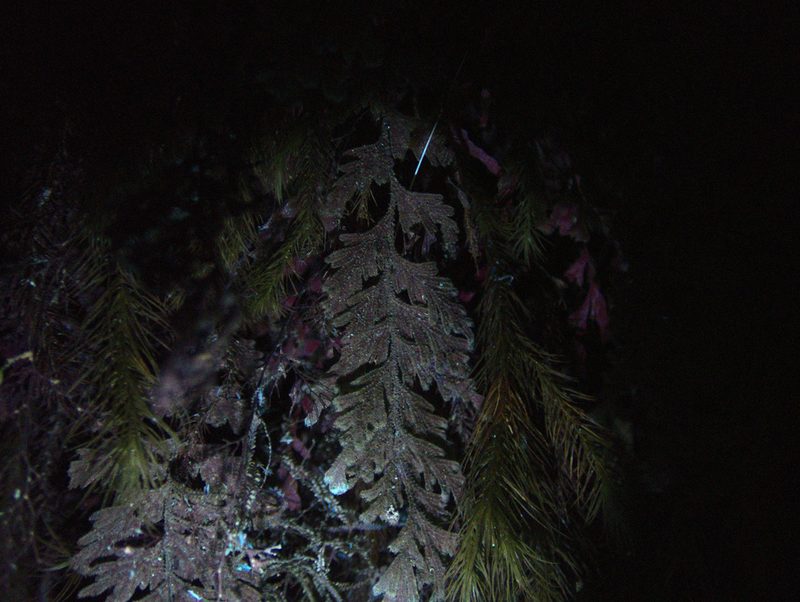 Hymenophyllum frankliniae, photographed by Paul Bell-Butler