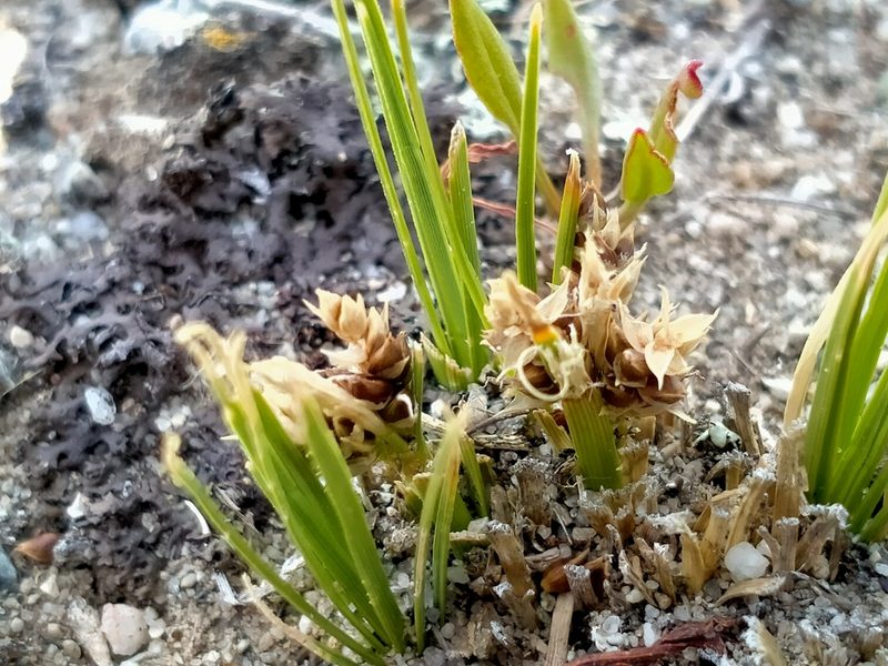 Carex decurtata, photographed by John Barkla