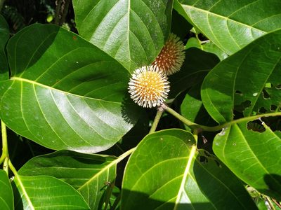 Nauclea orientalis, photographed by Steve Fitzgerald