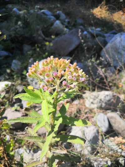Pluchea salicifolia, photographed by adel-fridus