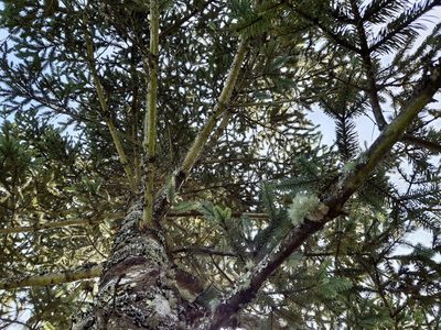 Abies religiosa, photographed by Pillo Alcaraz