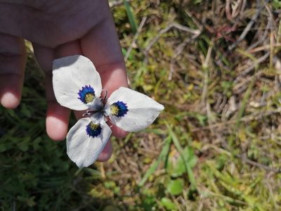 Moraea aristata, photographed by sharndreheuvel