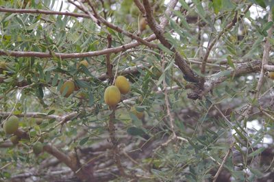 Geoffroea spinosa, photographed by Don Johnston