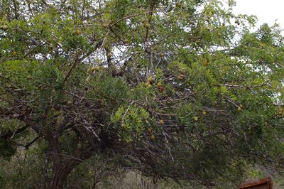 Geoffroea spinosa, photographed by Don Johnston