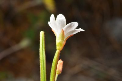 Epilobium chlorifolium, photographed by Pieter Pelser