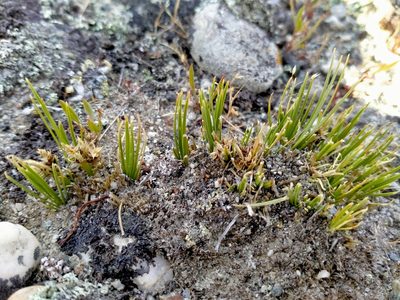 Carex decurtata, photographed by John Barkla