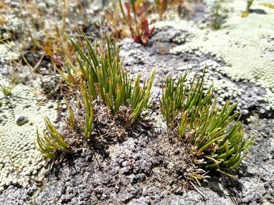 Carex decurtata, photographed by John Barkla