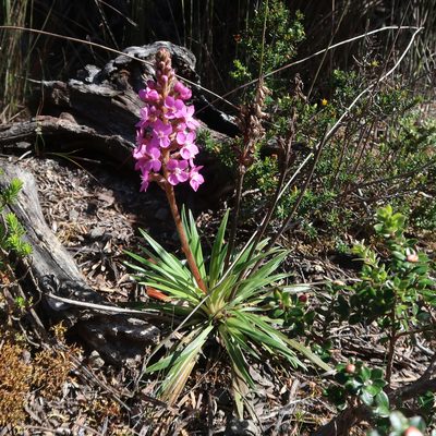 Stylidium armeria, photographed by Cowirrie