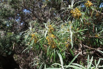 Bedfordia salicina, photographed by Cowirrie