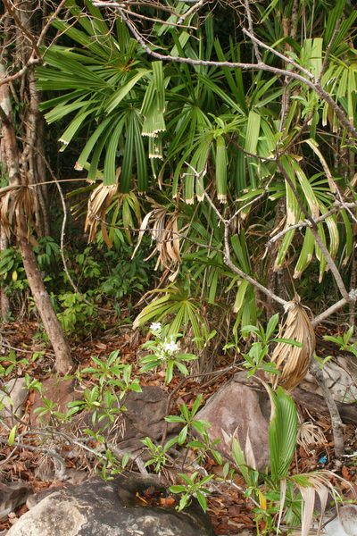 Licuala spinosa, photographed by Oleg Kosterin