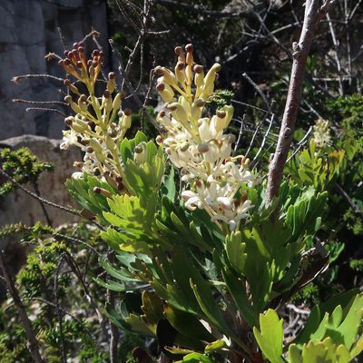 Lomatia tinctoria, photographed by Cowirrie