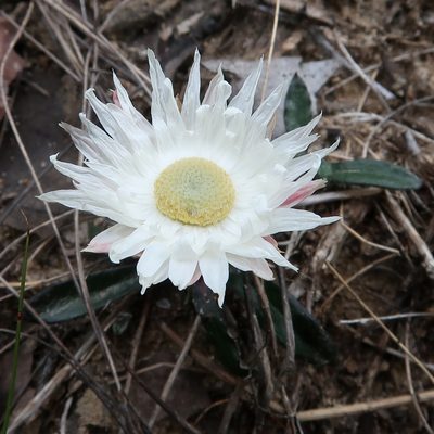 Argentipallium dealbatum, photographed by Cowirrie