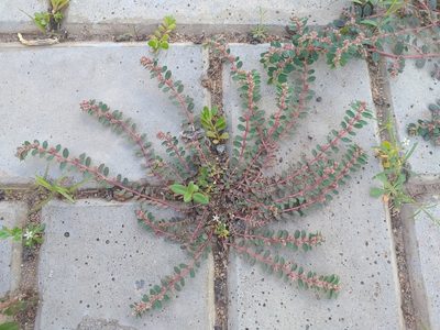 Euphorbia dioeca, photographed by Breno Figueiredo