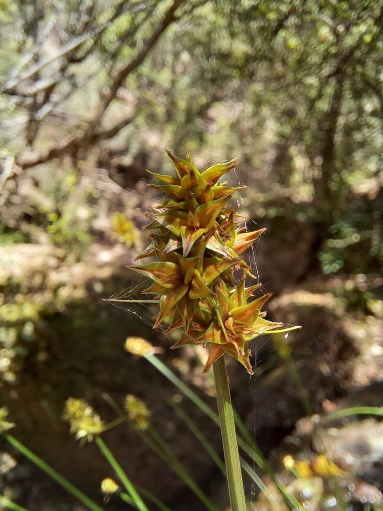 Carex glomerata, photographed by kevin koen