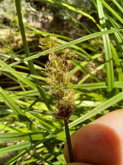 Carex glomerata, photographed by kevin koen